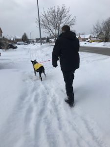 can dogs walk in snow