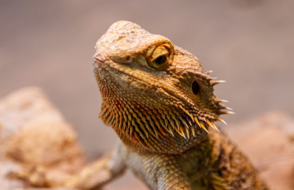 Dysecdysis Or Improper Reptile Shedding - CV House Vet