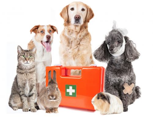 Choosing the Right Pet for You and Your Family