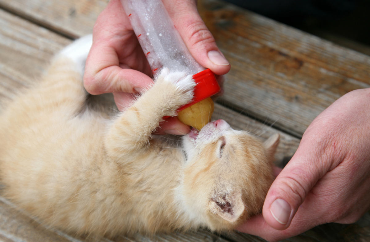 Kitten Proofing CV House Vet