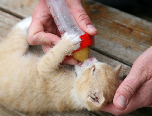 Kitten Proofing