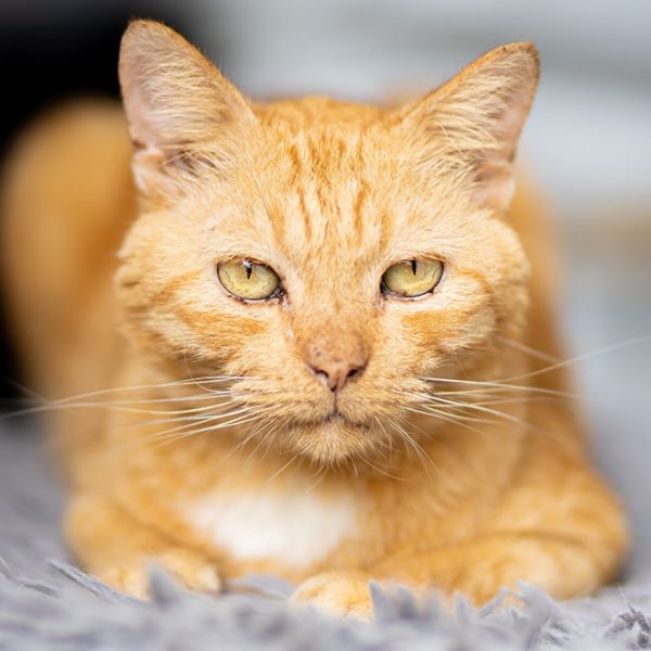 What to do in an Emergency Vet in Bolton CV House Vet